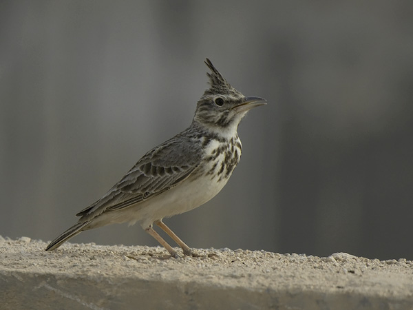 Töyhtökiuru, Crested Lark, Galerida cristata